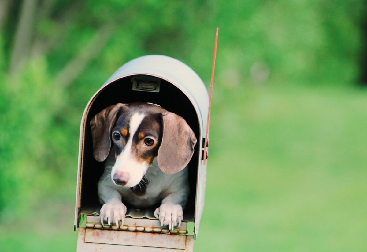 Фото из стока пикселс.ком