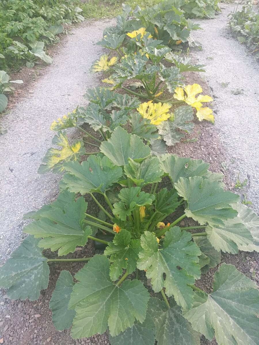 Секрет посадки заключается в питании самого будущего растения. Когда минует угроза возвратных заморозок. Выбираем место для посадки, желательно использовать кусок земли 100 на 100см,далее выкапываем яму глубиной 50,60см в эту яму укладываем собранные отходы от приготовления пищи(все овощные очистки даже от варёных овощей, кроме цитрусовых, все пищевые отходы кроме костей) Заполняем 3/4части ямы и засыпаем землёй. Ещё нам понадобится 5л пластиковая бутылка, это будит домик для кабачка на первое время. Берём семечко кабачка укладываем на ребро и присыпаем земелькой на 1 см. Поливаем тёплой водой и накрываем бутылкой, отрезав у неё дно, крышка находится в закрытом состоянии до тех пор пока не пробьются два листика. Ждём пока семечко проклюнется, постоянно следим чтоб почва была влажной. Когда у нашего ростка появились листики, бутылку открываем. Росток продолжает жить в бутылке до тех пор пока не заполнит её. Мы продолжаем следить за влажностью. Когда кабачек подрос и ему стало мало места в бутылке, убираем ее. Кабачек растёт весь сезон и обильно плодоносит, он не нуждается не в каких подкормках. Этой субстанции, которую мы заложили в яму в начале хватит на весь сезон. Вам же остаётся только собирать плоды и следить за влажностью.спасибо что дочитали до конца, очень рада если моя статья вам была полезной. Буду вам очень благодарна если вы подпишитесь на мой канал.