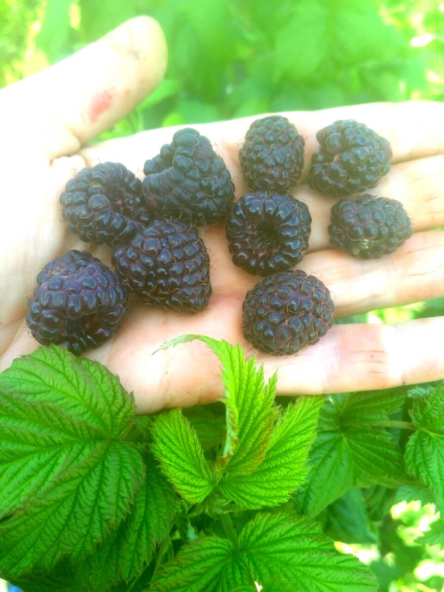 Новый ремонтантный сорт черной малины польской селекции Хебен (Черная Полка)