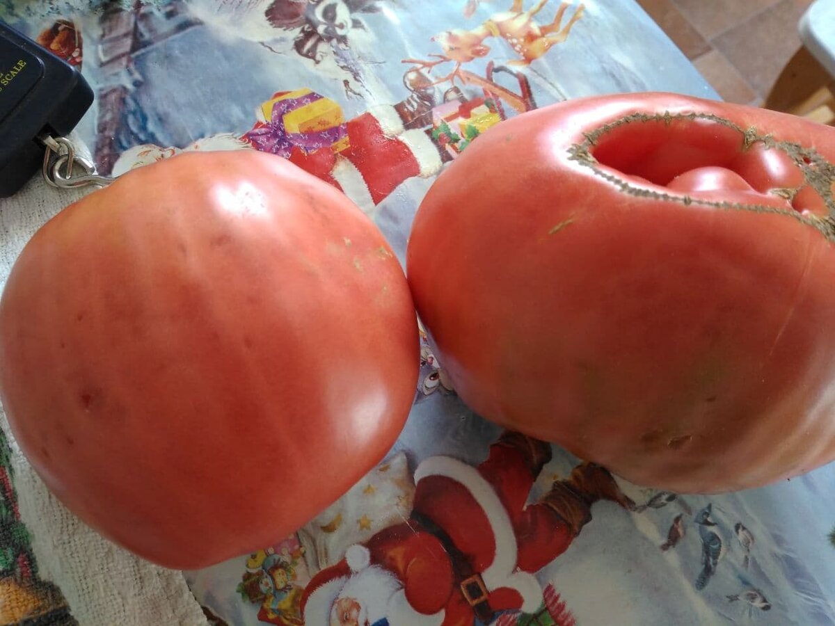 Это одни из первых плодов. Кожица тонкая. Салаты очень вкусные!