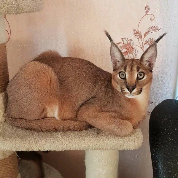 Источник: yandex.ru