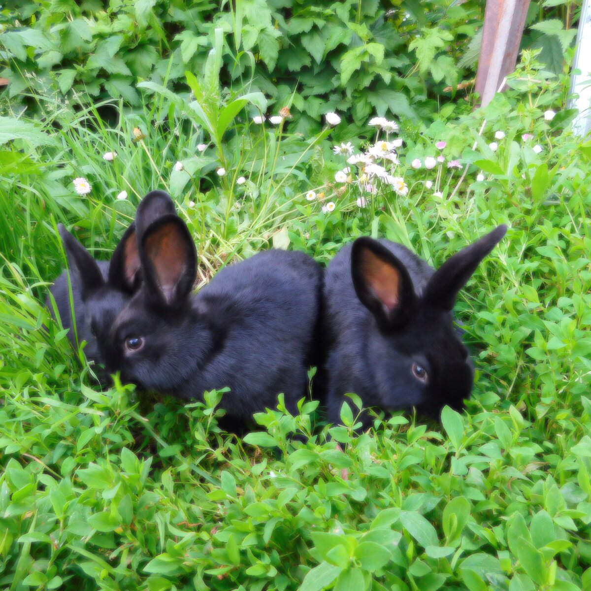 При окроле рождается 5-8 крольчат. Возраст, когда можно приступать к убою – 10-13 месяцев. Убойным возрастом считается 11-14 месяцев. Выход чистого мяса – порядка 4-4,5 кг.