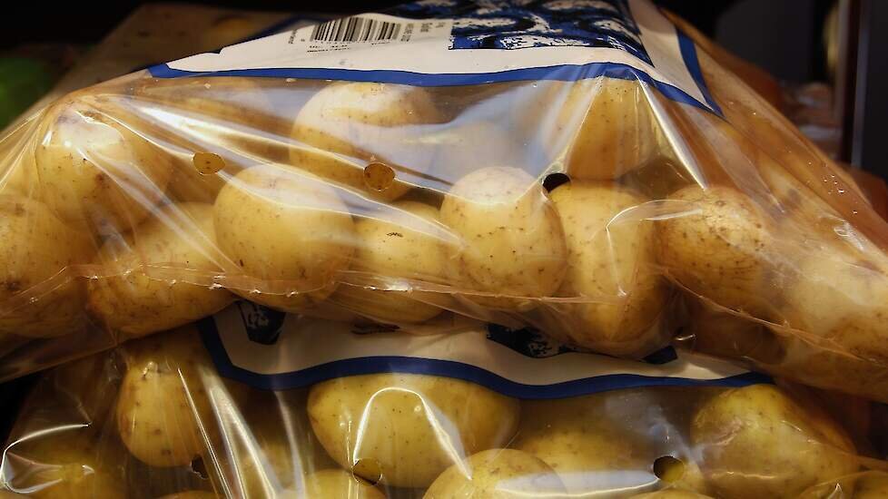 Столовая картошка. Гибридные картофель. Potato Agrico. Перцекартофель гибрид. Томатокартофель гибрид.