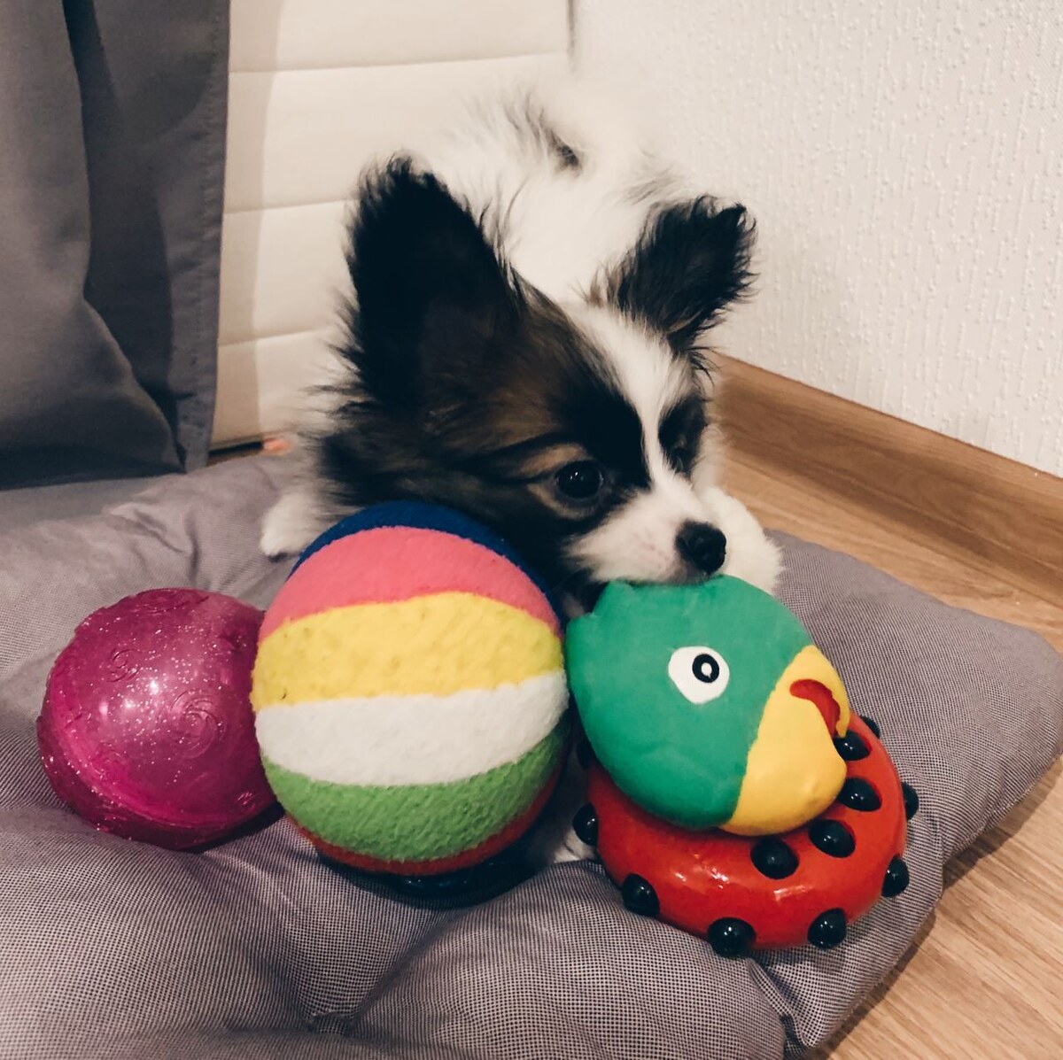 Персик обожает мячики и канаты