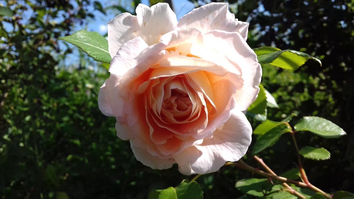 Abraham Darby, Austin, 1985, Английские розы