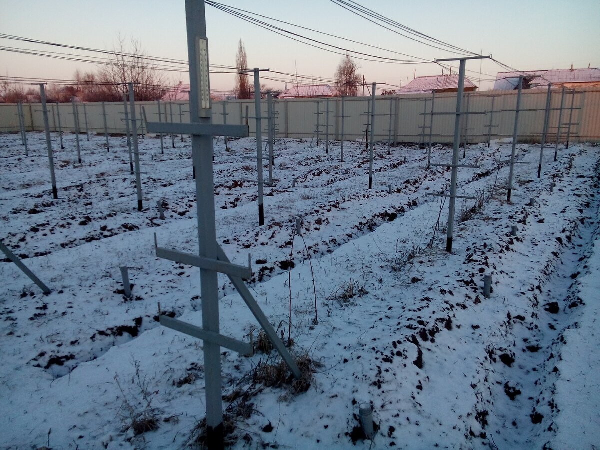 Виноград на зиму укрыт землей 