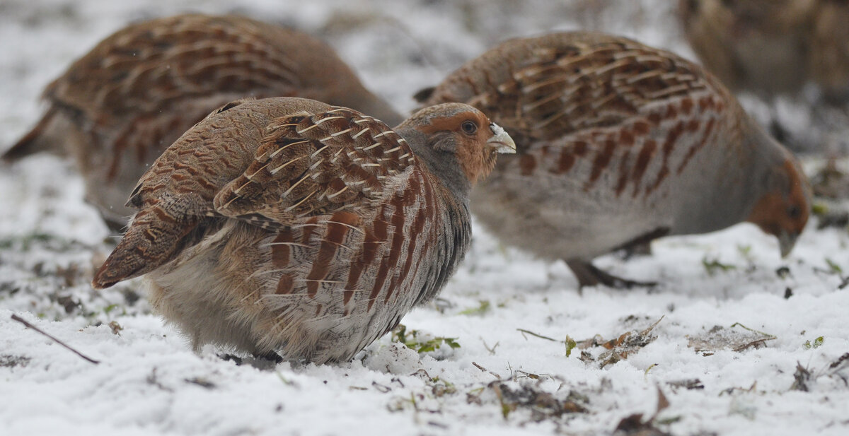 Источник фото: Википедия