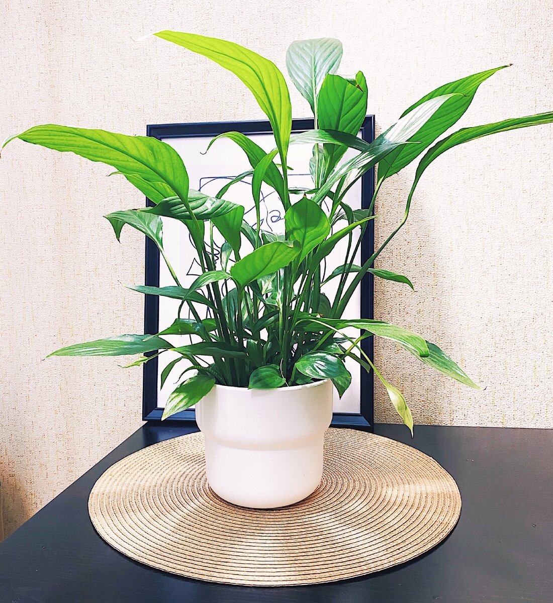 Спатифиллум 