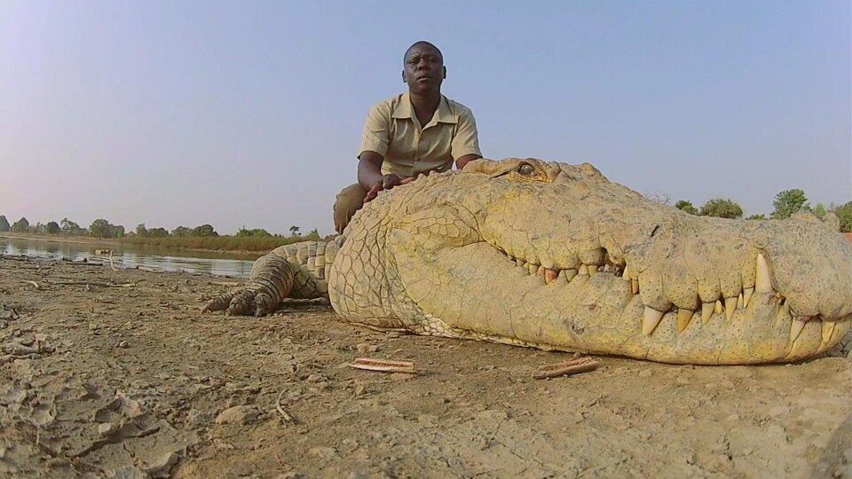 Сытый крокодил – добрый крокодил 