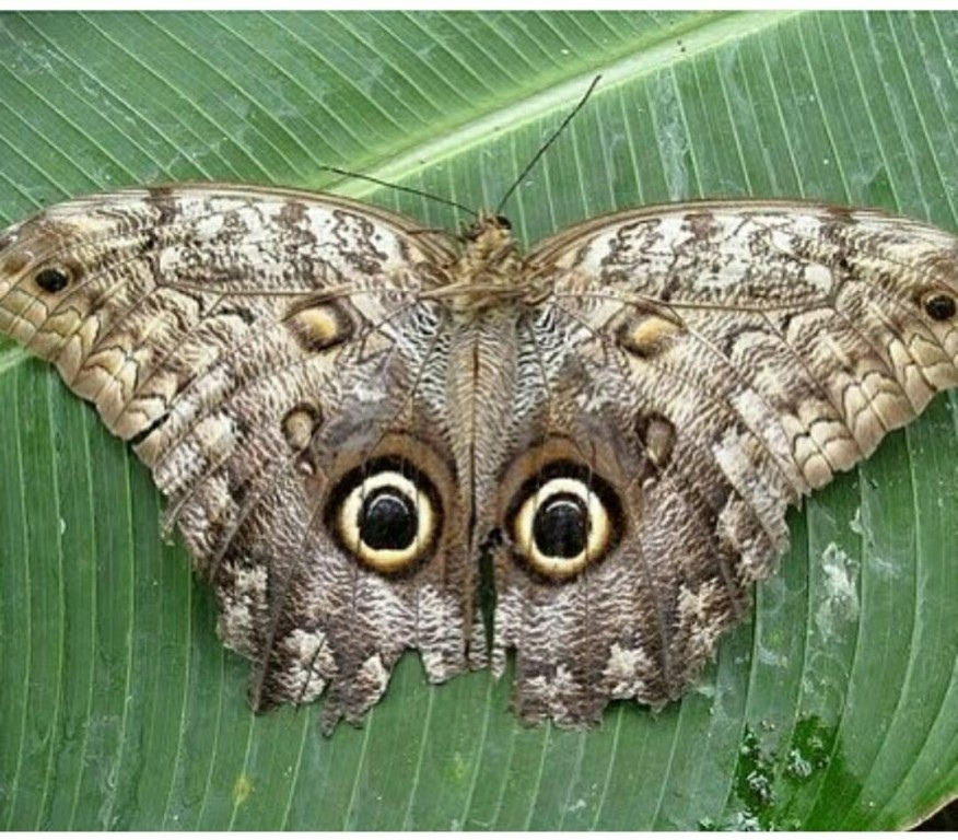 Бабочка похожая на комок серого шелка