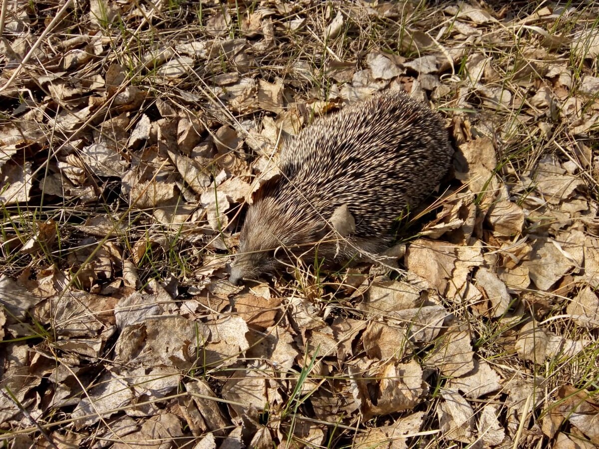 Ежик в весенних листьях.