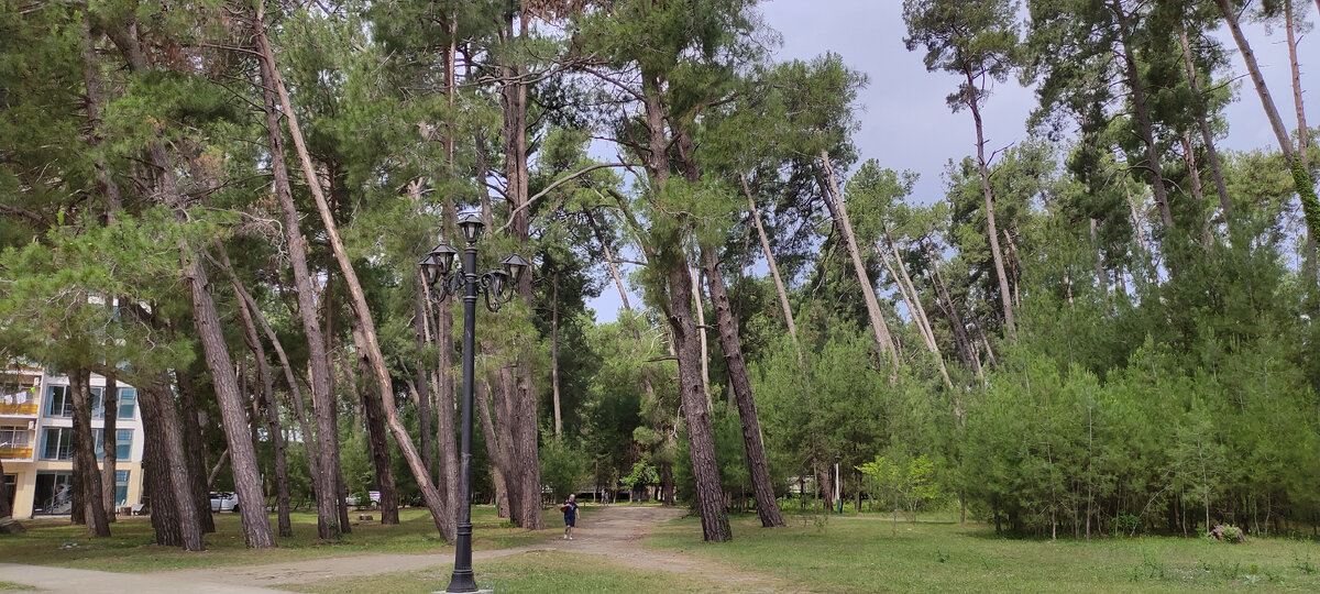 Сосны на побережье ОПК Пицунда. Посередине, по тропинке идёт взрослый человек