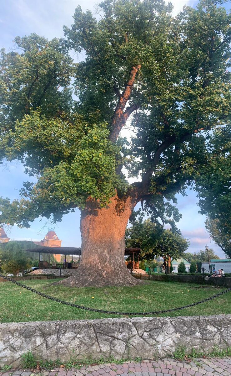 Тюльпановое дерево 