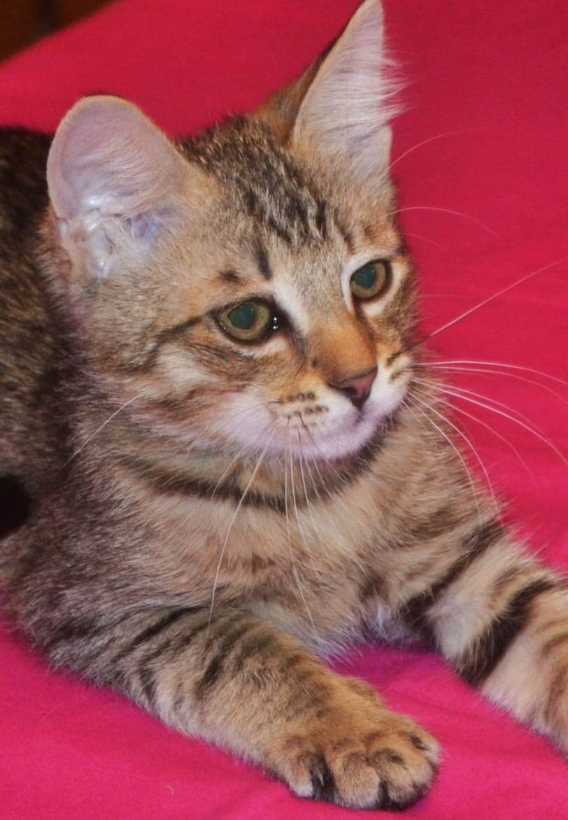 Замалининый Котейка )))