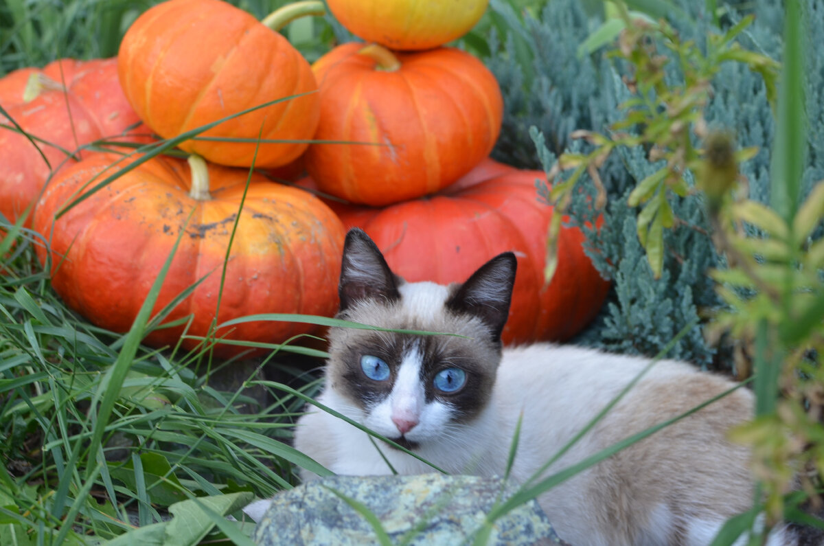 Фото из личного архива автора. Страж урожая.