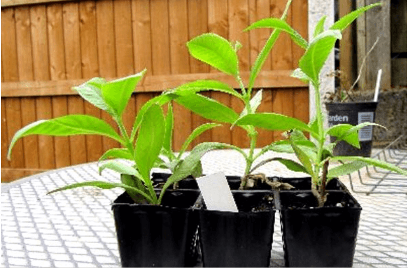 Будлея из семян выращивание в домашних условиях