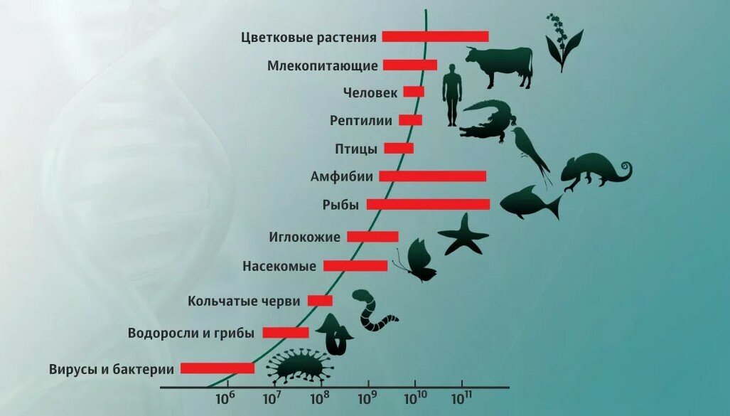 Сколько видов организмов разных. Размеры геномов разных организмов. ДНК человека и животных. Размеры живых организмов. Сходство ДНК человека и животных.