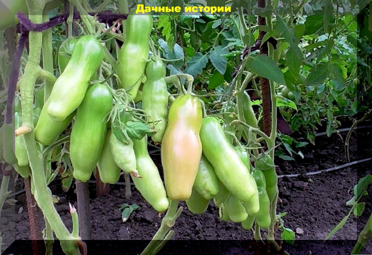 помидоры казанова сибирская селекция. томат казанова 20шт. сорт помидор жигало. семена томат казанова. сорт томата дамский угодник.