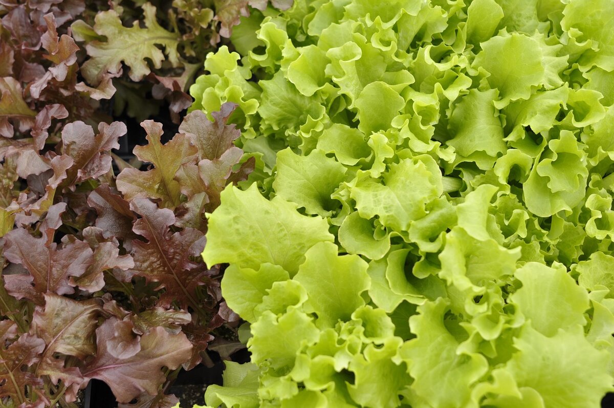 Салат латук что это такое. Латук lettuce. Салат латук листовой. Латук дуболистный. Салатные листья латук.