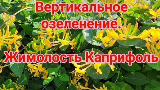 Вертикальное озеленение. Жимолость Каприфоль