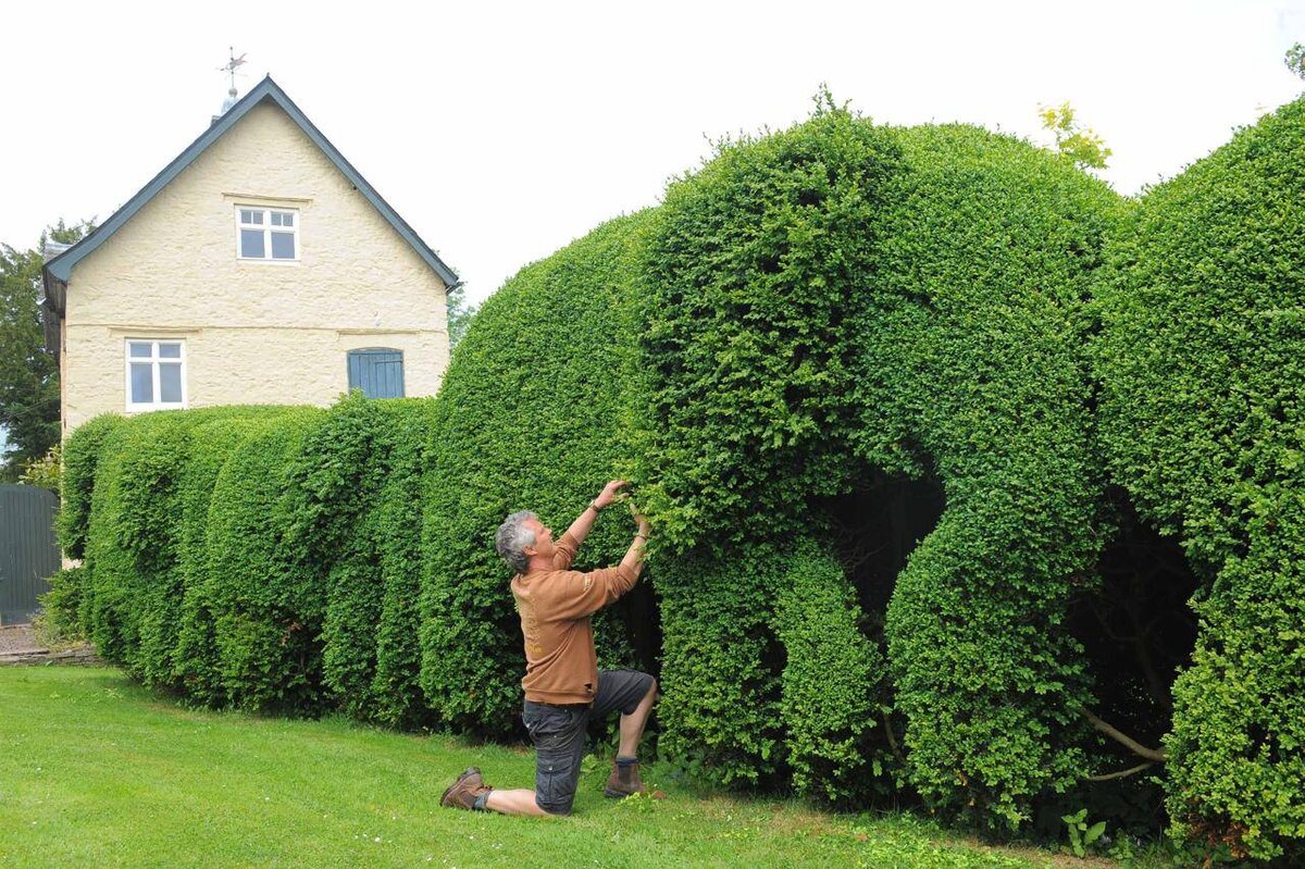 Стрижка кустарников