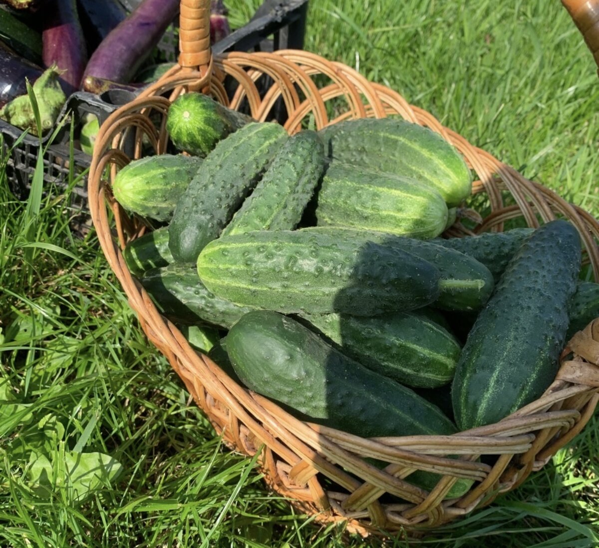 Урожай с двух кустов!