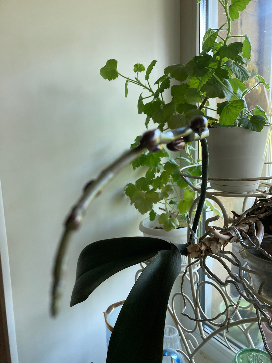 Фото принадлежит автору. Цветонос