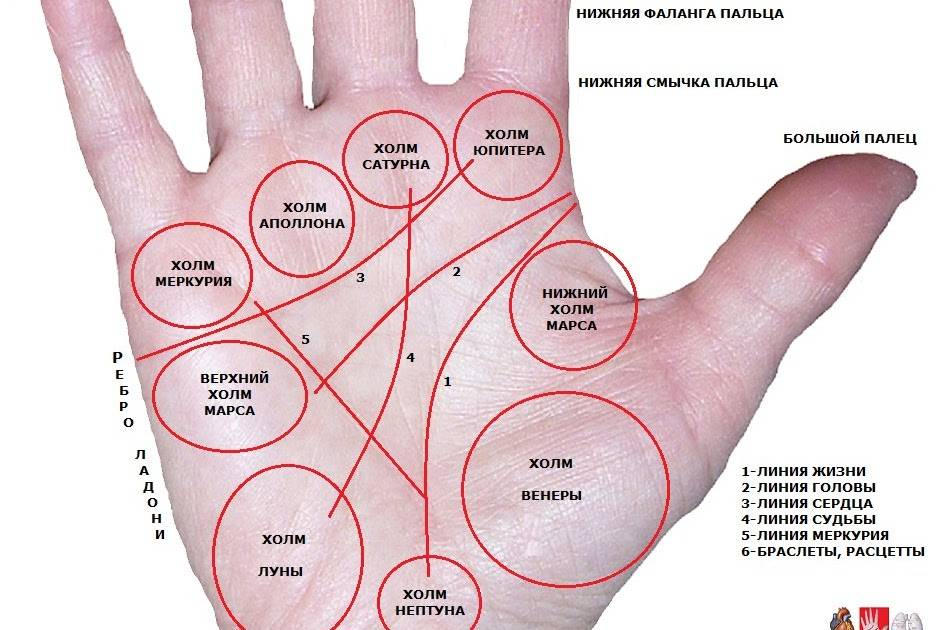 К чему чешется указательный палец. Хиромантия холм Юпитера. Холм Меркурия на ладони у мизинца. Хиромантия холм Аполлона знаки. Хиромантия Меркурий холм