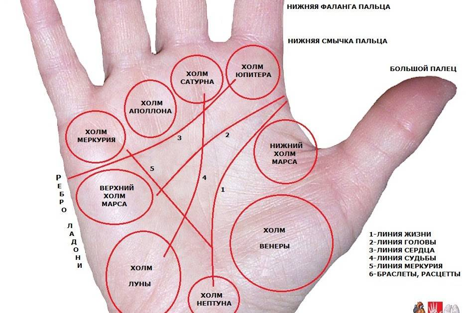 Значение пальцев. Хиромантия холм Юпитера. Холм Меркурия на ладони у мизинца. Хиромантия холм Аполлона знаки. Хиромантия Меркурий холм.