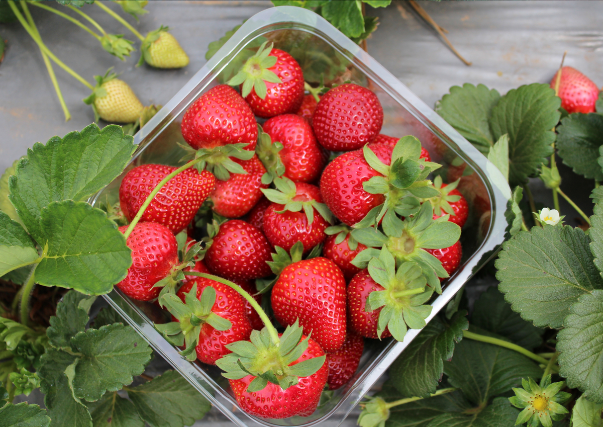 При возможности используйте парниковые ягоды. Они более плотные, красивые и аккуратные, с глянцевой поверхностью