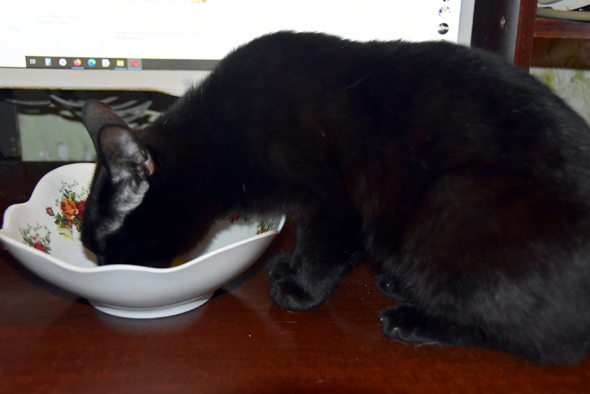 Клякса помогает мне худеть. Плов доедает.