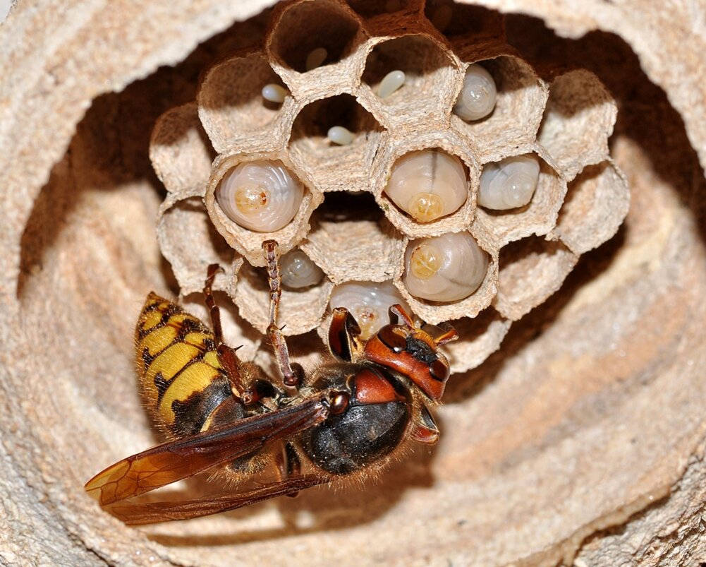 Сколько живут осы в природе. Азиатский Шершень гнездо. Vespa crabro гнездо. Гигантский азиатский Шершень гнездо. Шершень обыкновенный гнездо.