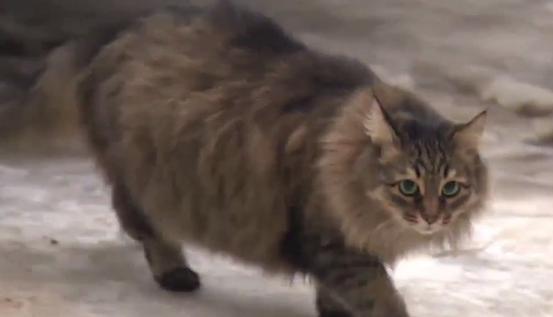 Источник: mypetslife.ru