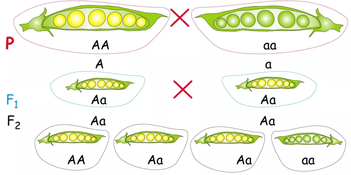 Горох закон. Грегор Мендель генетика горох. Горох Менделя схема. Метод Менделя с горохом. Схема скрещивания гороха Мендель.