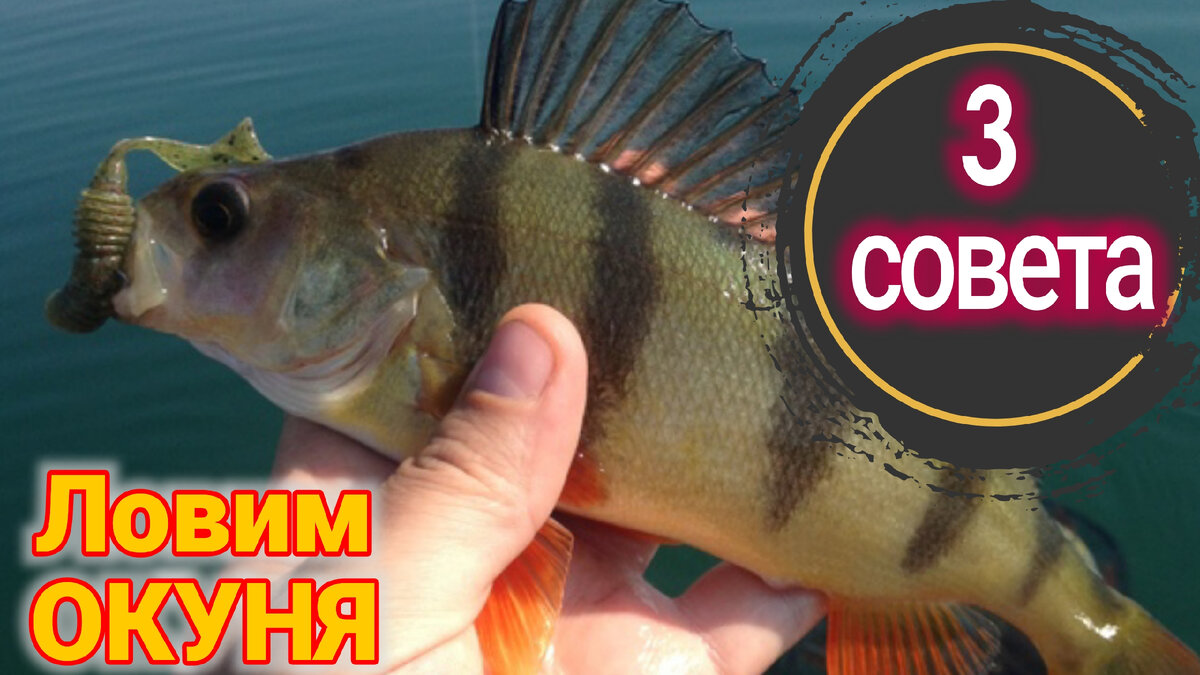 На что ловить окуня в августе Ловля окуня на вертушки. Fishing for perch on turntables YouTube