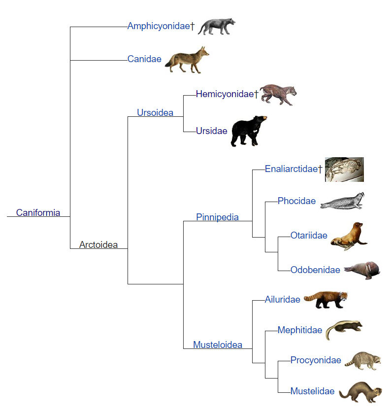 Соотнесите названия животных. Семейство Canidae. Филогенетическое Древо хищных. Эволюционное дерево Волков. Эволюционное Древо хищных.