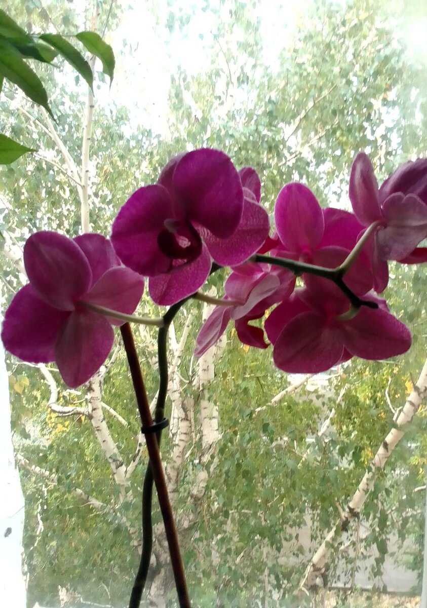 Моя домашняя красотка, цветёт всю осень, сначала сентября 