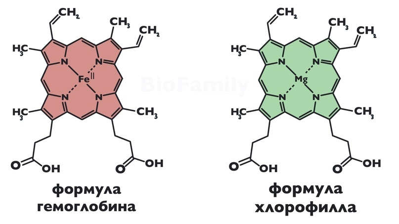 синтез жирных кислот из ацетил коа реакции. биохимические показатели крови у собак. биохимические показатели крови норма в таблице. 15 биохимия. биохимический анализ крови показатели нормы.
