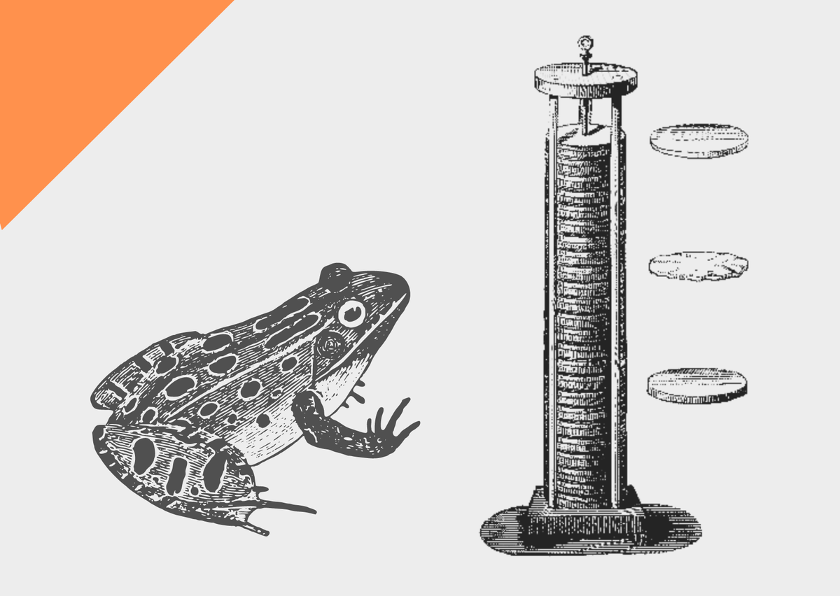 Лягушка и электрическое напряжение