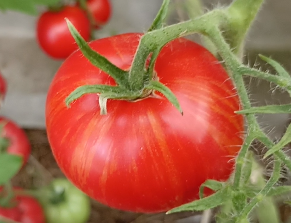 Технологии и современные инструменты выращивания помидоров «в расстил»