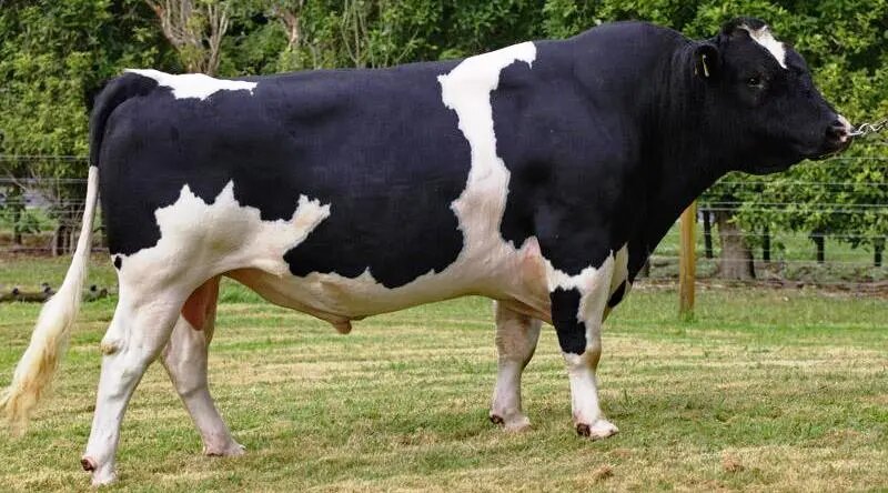 выращивание бычков на мясо отзывы