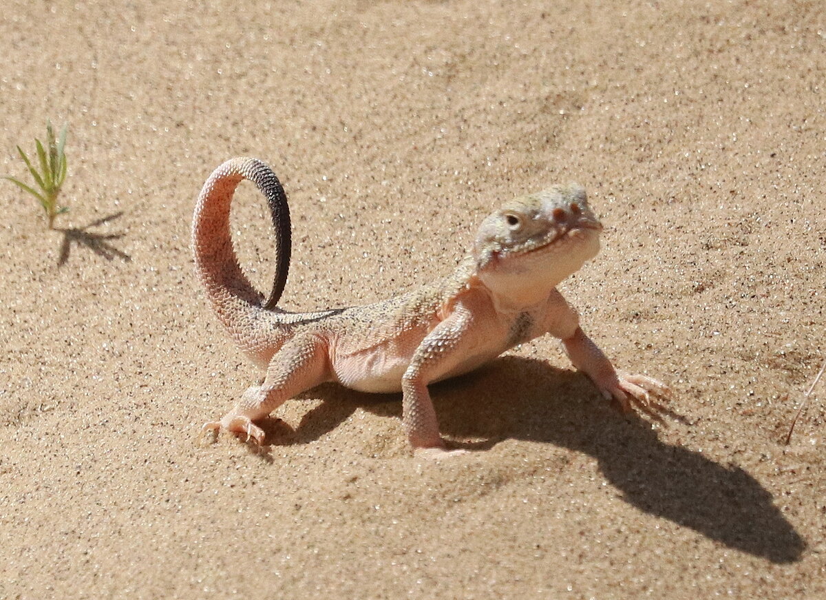Ящурка быстрая. Круглоголовка вертихвостка. Сарыкум ящерица круглоголовка. Кактусовый сыч и ящерица круглоголовка какие отношения. Ящерица ушастая круглоголовка.