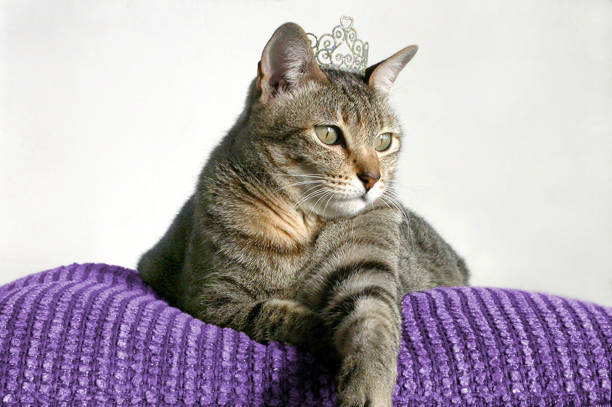     Почему кошка вас презирает?