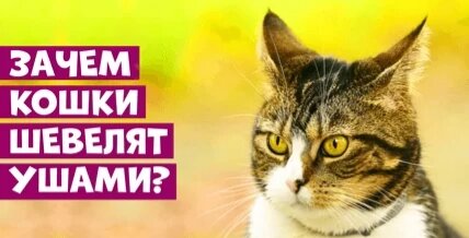 Кошки умеют управлять своими ушами, точнее наружным ухом. Наружное ухо – это та видимая часть в форме треугольника, которая называется ушной раковиной. Скажете: что необычного в том, что кошка шевелит ушами? Ну хотя бы то, что человеку такая способность не доступна. Наши уши неподвижны, мы не способны вращать ими, прижимать к голове и оттопыривать без помощи рук. А вот кошка проделывает это без особых усилий.
Кошка вращает ушами для того, чтобы лучше слышать. Симпатичные ушки на макушке – это самые настоящие радары, улавливающие даже неслышные человеку шумы. Направленная к источнику звука раковина улавливает звуковые сигналы и передает их среднему уху. Раковина позволяет усилить восприятие звука аж на 20% . Таким образом, кошка может не только лучше расслышать, но и определить нахождение источника шумов. Это незаменимая способность, без которой не возможна жизнь питомца на улице. Хороший слух с возможностью определить направление звука помогают кошке охотиться и скрываться от врагов.
Вы можете самостоятельно провести небольшой эксперимент, чтобы ощутить, насколько эффективно действие раковин. Для этого сосредоточьтесь на каком-то фоновом негромком звуке, например, на шуме холодильника или компьютера. А после приложите ладонь к уху так, чтобы она являлась продолжением ушной раковины. У вас должен получиться своего рода локатор. Направляйте ладонь к источнику звука, улавливая исходящие шумы. Повращайте ладонью в разных направлениях. Слышите, как усилилось ваше восприятие?  Усилился не только интересующий вас шум, но и другие звуки, которые до этого были неразличимы или сливались с общим фоном.
Кошачьи уши не всегда двигаются синхронно, частенько можно видеть, что каждое ухо живет своей отдельной жизнью. Одно может поворачиваться в сторону, другое оставаться неподвижным или даже разворачиваться в ином направлении.
Мускулатура, позволяющая управлять ушами, насчитывает по 32 мышцы на каждое ухо. Это позволяет каждому из них двигаться независимо от других частей тела и направления движения. поэтому коту не обязательно поворачиваться на ваш зов каждый раз, достаточно развернуть в вашу сторону один радар, чтобы понять, заслуживает ли внимания ваш призыв. Понаблюдайте, как ведут себя ваши питомцы. Не всегда они удостаивают вас честью и оборачиваются. Но ухо всегда ходит ходуном.
Иногда люди удивляются, почему котик не реагирует на подзыв. Некоторые даже начинают подозревать глухоту. Так вот если питомец вас слышит, его уши не останутся неподвижны, даже если он вас игнорирует. 