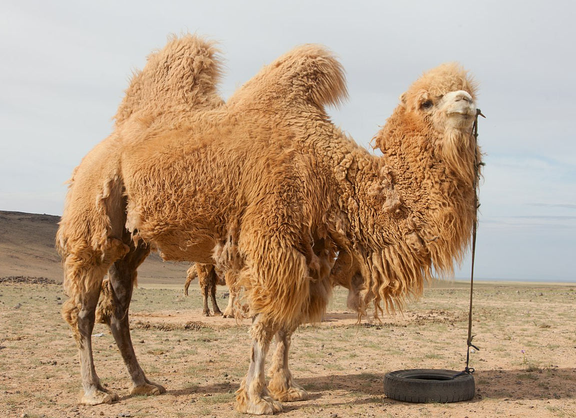 Зеленый верблюд. Верблюжья ферма (Royal Camel Farm). Двугорбый верблюд с грузом. Чад Верблюды. Рогатый верблюд антиквариат Монголия.