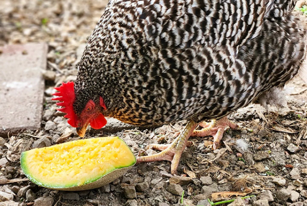 Комбикорм для кур несушек