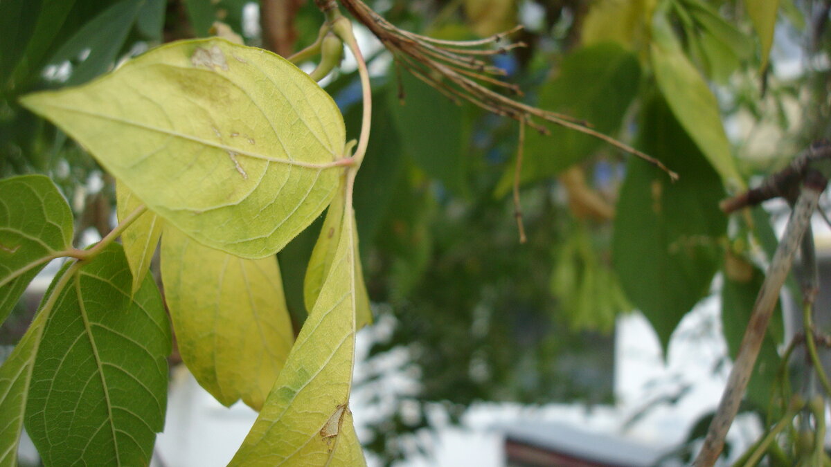 Клён красив