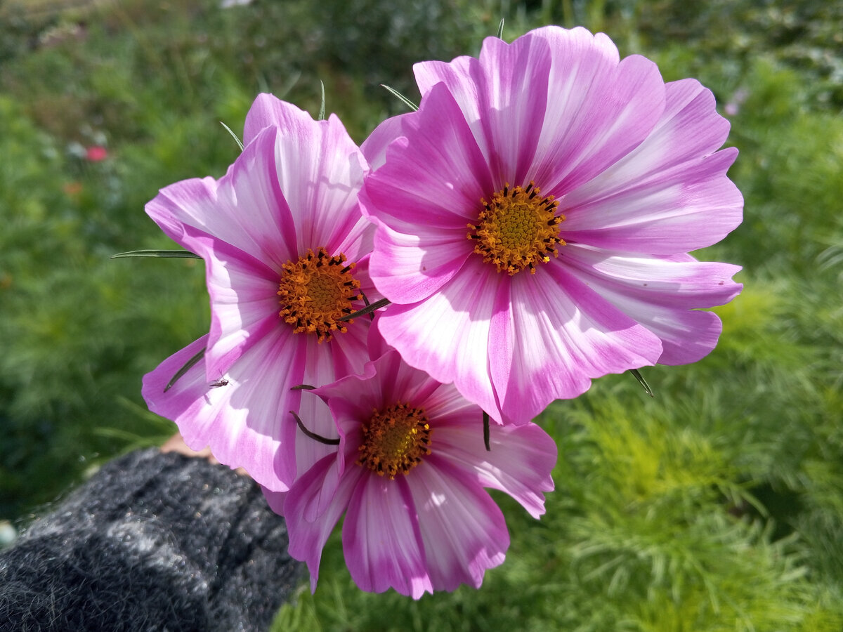 Вот такой огромный букет с космеей. Цветет Космос Пикоти