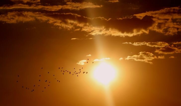 Фото: Pixabay