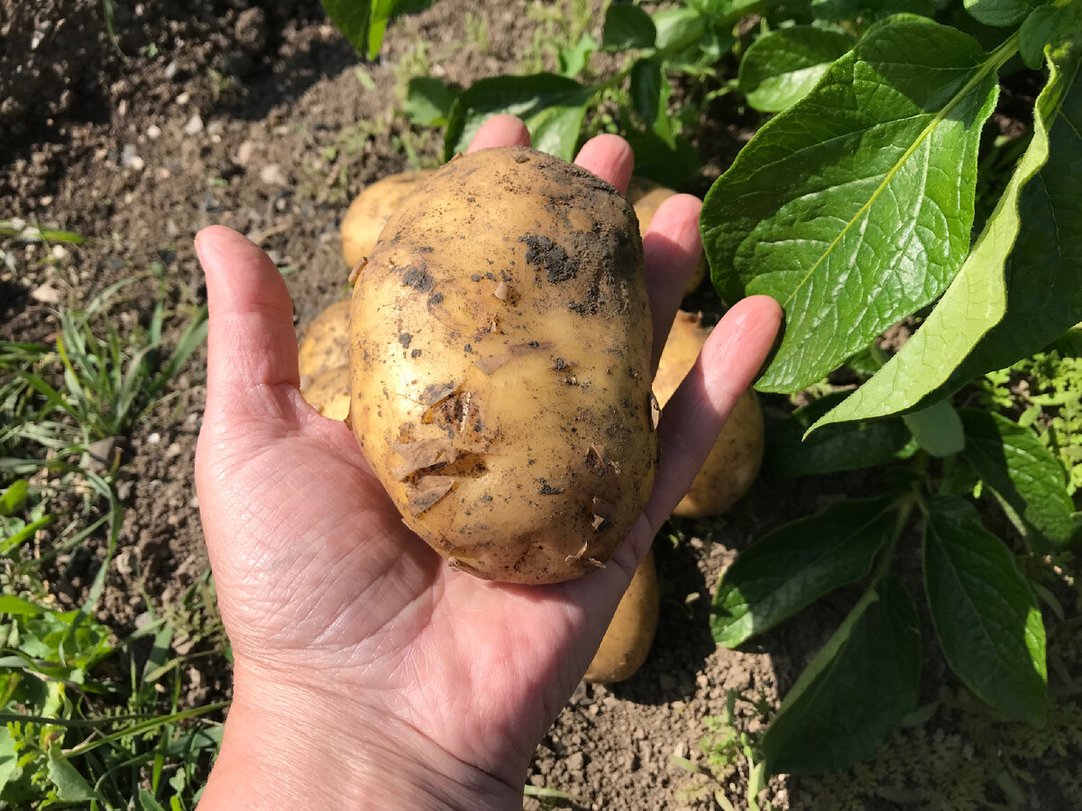 Лучшие сорта картофеля, и как его посадить